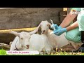 शेळ्यांना पावसाळ्याआधी कोणती लस दिली पाहिजे before monsoon vaccination of goats ॲग्रोवन