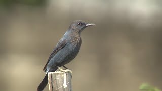 Blue Rock-Thrush