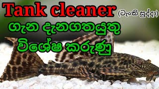 Special facts  you need to know about  tank cleaner (pleco) and how to CARE  of them in sinhala