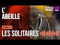 Qui sont les abeilles sauvages ? (2/4) | Mécaniques du vivant, saison 4 : l'abeille