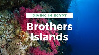 Diving in Egypt - Brothers Islands