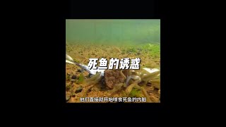 將一條死魚放入河裡，到底會吸引什麼樣的獵物呢#戶外 #捕魚 #田螺#內容啟發搜索#抓魚