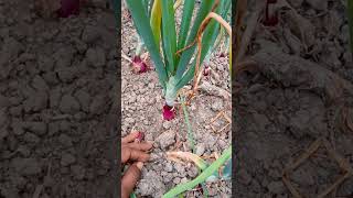 আগাম সুখ সাগর জাতের পেঁয়াজ চাষ। #shorts #youtubeshorts #onion #farmer