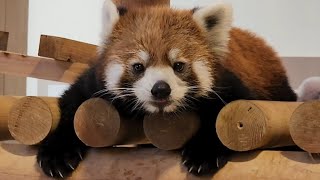 【暑くても一頭元気なレッサーパンダの　かえで、他・・・】～Nishiyama Zoo red pandas～