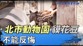 北市動物園 「貘花豆」今起見客 八大民生新聞 2021092003