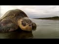 olive ridley sea turtle an incredible journey of survival