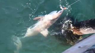 Great White (Rare Catch) on Goleta Pier 7-22-2017