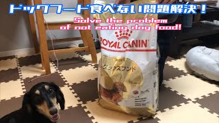 ドッグフードを食べないダックスフンドが餌を食べない問題を解決した理由！