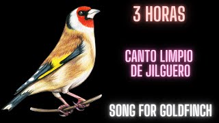 3 Horas Canto Limpio Jilguero Song For Goldfinch Carduelis Carduelis Chardonneret 2024