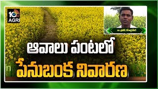 ఆవాలు పంటలో పేనుబంక నివారణ | Pest Control Management In Mustard Crop | Matti Manishi | 10TV News