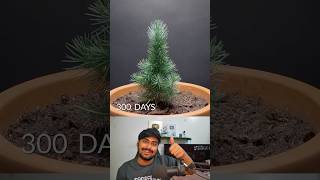 300 Days In 36 Seconds Stone Pine Time Lapse 🌲 #shorts