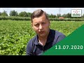 Rozsada truskawki- komunikat jagodowy Agrosimex