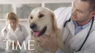 America’s Pets Are Getting Much Fatter, New Research Finds One Third Of Pets Are Overweight | TIME