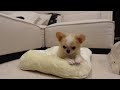 もちもちチワワをお迎えした日🐶 puppy vlog