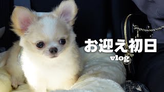 もちもちチワワをお迎えした日🐶:) puppy VLOG