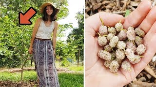 MULBERRY SEEDS ITSELF AND STARTS To FRUIT! Organic no till permaculture garden