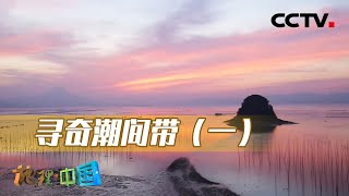 寻奇潮间带（一）：探秘潮间带！走进被都市人遗忘的宝藏地 20220725 |《地理·中国》CCTV科教