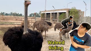 Itny Zyada Ostrich Ny Mil K Hamla Kr Dia