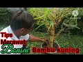 cara mudah merawat bonsai bambu kuning unik (@sakpri) #bambuunik #bonsaibambuunik #bonsai #bambu