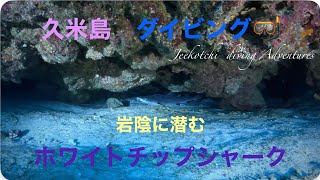 久米島🏝️ダイビング🤿岩陰に潜む⛰️ネムリブカ(ホワイトチップシャーク)🦈🤿😆👌2023年1月