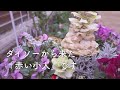 【ガーデンツアー】3月中旬、半日陰の小さな庭で開花リレーが始まりました｜宿根草の芽吹き｜小さな庭のガーデニング