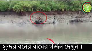 রয়েল বেঙ্গল টাইগার দেখুন | সুন্দর বনের বাঘের গর্জন দেখুন 🔥🔥🔥🦴🐅🐅🐅🌲🌳🌴