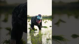 Gilan’s Rice, the White Gold of Iran: A Look at Rice Cultivation in Rasht