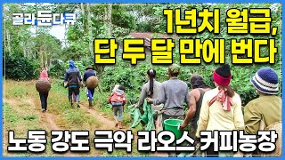 두 달 바짝 일하면 도시에서 버는 1년치 월급을 번다. 노동 강도는 높지만 목돈을 벌 수 있는 라오스 커피 농장에 모인 노동자들┃해외 극한직업┃#골라듄다큐