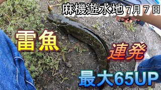 雷魚パート３