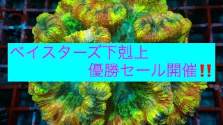 ベイスターズ下剋上優勝セール開催‼️