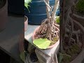 pruning banyan bonsai before winter shorts gardening bonsai