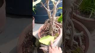 Pruning Banyan Bonsai Before Winter | #shorts #gardening #bonsai