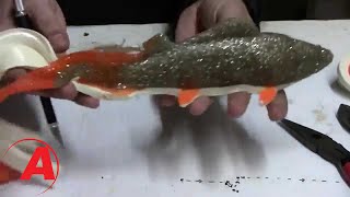 Molding a real fish - Perch Muskie Lure