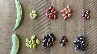 How to Identify different Indian beans or chikkudu kaya or Avarakkai