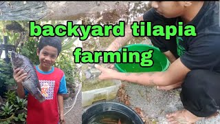 BACKYARD TILAPIA FARMING,. USING TRAPAL FISHPOND