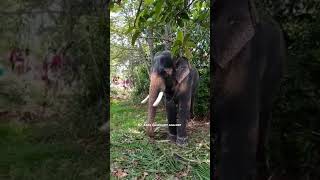 പെരിങ്ങിലിപ്പുറം അപ്പു #elephant #aanachandham #gallery