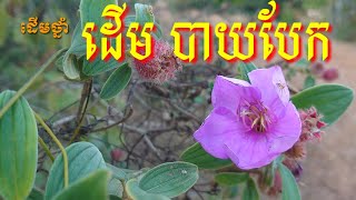 ដើម បាយបែក (ញី) ជាប្រភេទដើមថ្មាំ / Bay bek tree medical tree