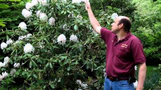 Large Leaved Rhododendron - Rhododendron Spp. | Large Evergreen Flowering Shrub