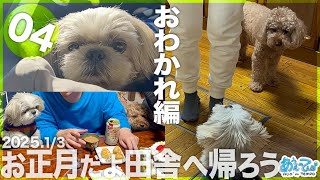 【2025.1/3完結】お正月だよ田舎へ帰ろう シーズー犬てんぽvol.04