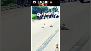 😯ସାପ ଓ ନେଉଳ🔥💯🙏 #respect #youtubeshorts #video #viral