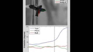 Nature's aerial acrobats - hummingbird flight secrets