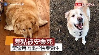 太胖差點被安樂死 黃金獵犬減重成功迎接幸福「狗生」