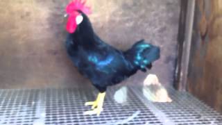 Black Leghorn Cockerel