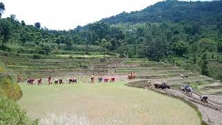 रोपाइँ (Paddy farming with monsoon folk song, Nepal)