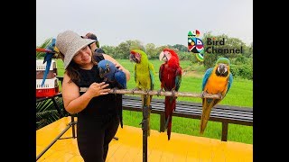 บรรยากาศ ปล่อยนกบินอิสระที่ โรงเรียนBirdchannel  ยามฝนตกปรอยๆ