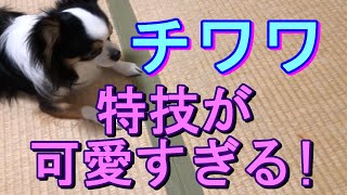 【チワワ　特技を頑張る姿が可愛すぎる！】　ピノくんチャンネル＃14