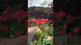 Satisfying Celery cutting video #cuttinggarden #cuttingfruit #cuttingskills