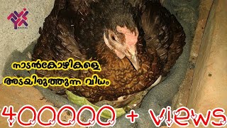 നാടൻ കോഴികളെ എങ്ങനെ അടയിരുത്താം | Incubation Method For Hen | Kozhi Valarthal Tips | Poultry Tips