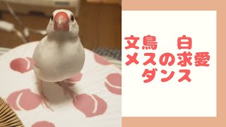 文鳥　白　メスの求愛ダンス？　卵をうみました。java sparrow