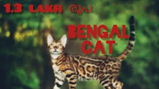 BENGAL CAT / അടിപൊളി Bengal Cats / ഒരു ലക്ഷത്തി മുപ്പത്തിനായിരം രൂപ / ഒരു Pet Vlogger